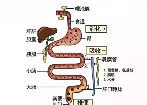 胆汁排泄途径示意图图片